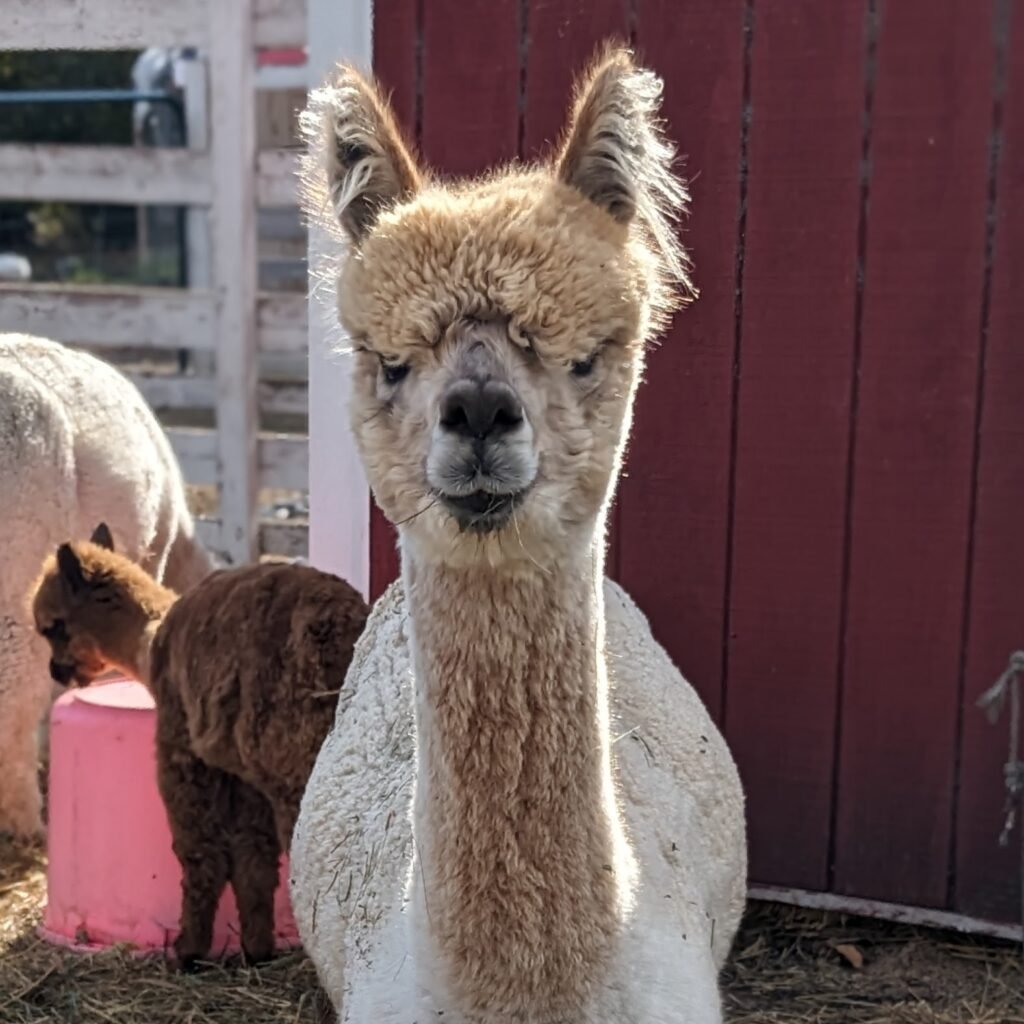 Dolly
