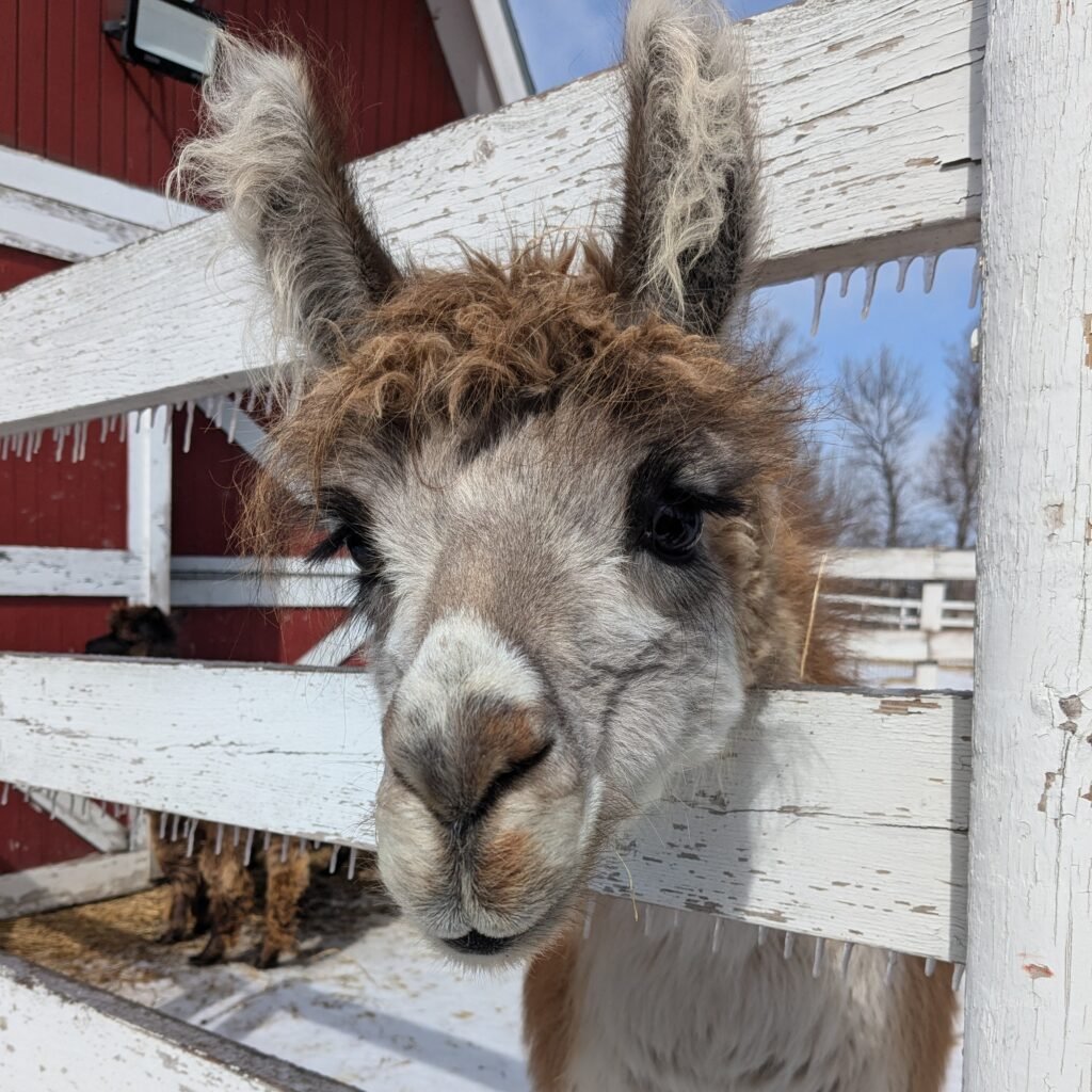 Daphne